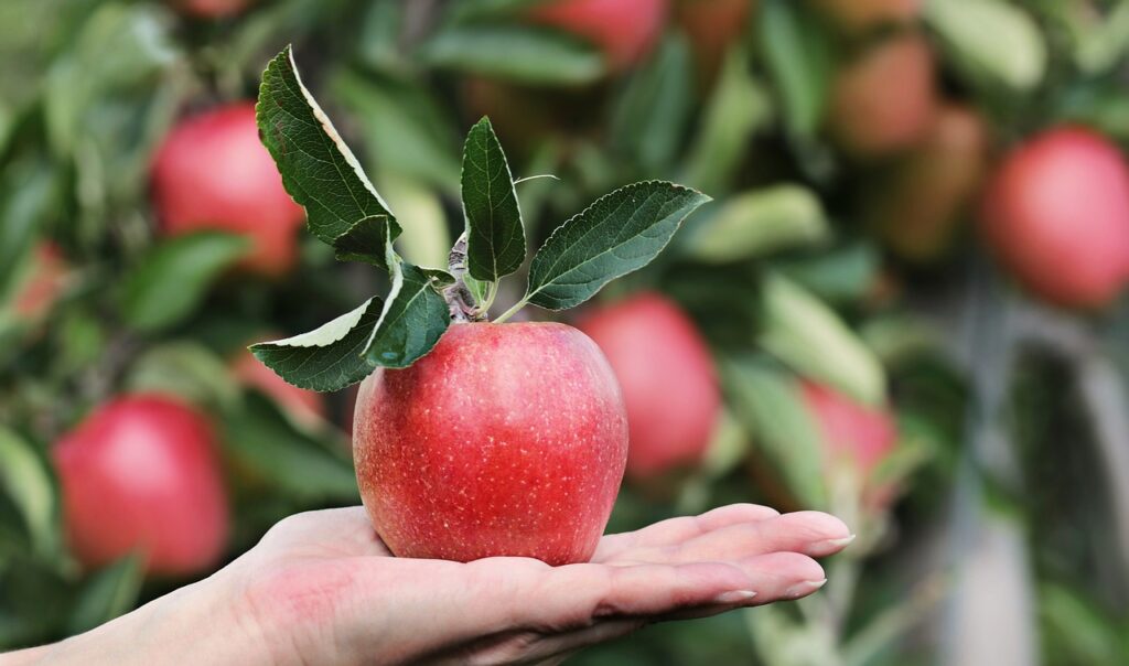 apple, red, hand-2788662.jpg