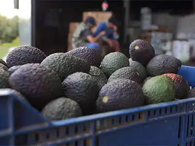 3como-es-transporte-de-alimentos transporte alimentos